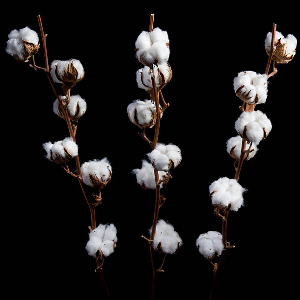 cotton plant - cotton plant dry branch stock-fotos und bilder