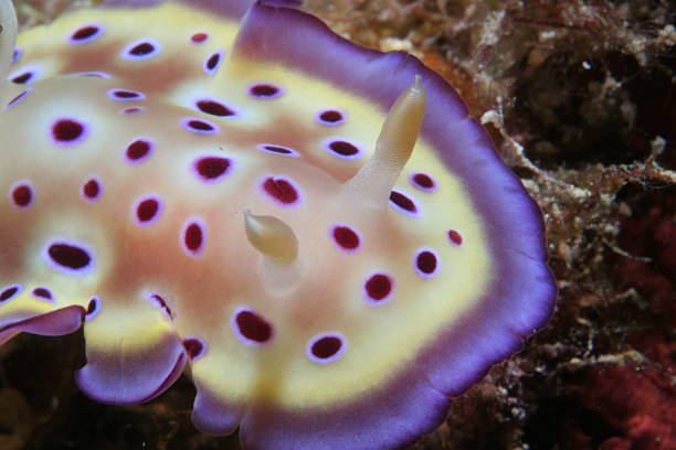 Chromis Closeup A closeup of a chromis nudibranch mickey mantle stock pictures, royalty-free photos & images