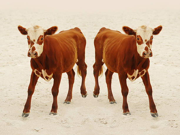 Cloned Calf Stock Photo - Download Image Now - Cloning, Animal, Cattle -  iStock