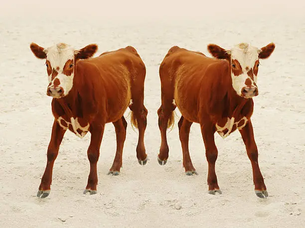 a brown calf cloned
