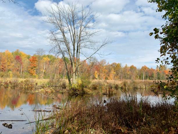 istock Autumn by the lake 1726461561