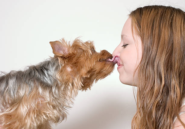 puppy love - sticking out tongue animal tongue teenage girls licking photos et images de collection