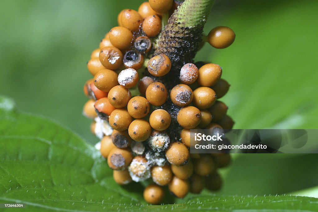 Wild Sarawak-Pfeffer - Lizenzfrei Abschied Stock-Foto