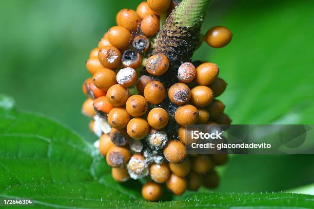 Wild Sarawakpfeffer Stockfoto und mehr Bilder von Abschied - Abschied, Asien, Baum