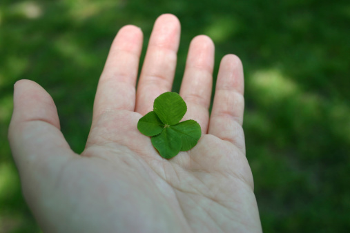 Woman's hand holding four leaf clover. Focus on clover.See also: