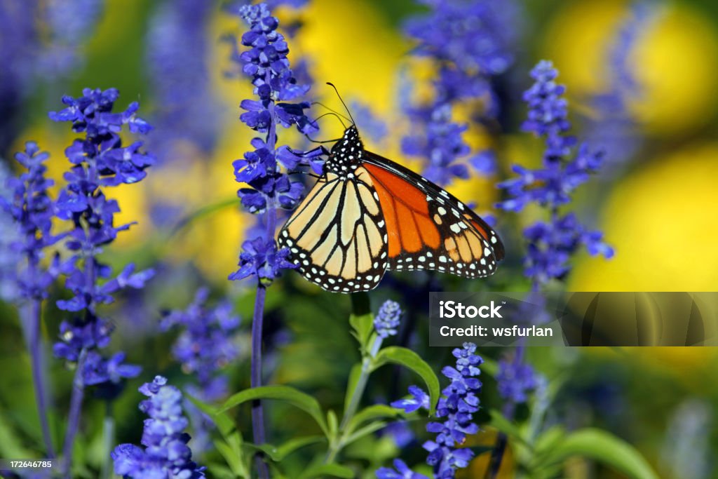 Farfalla - Foto stock royalty-free di Farfalla monarca