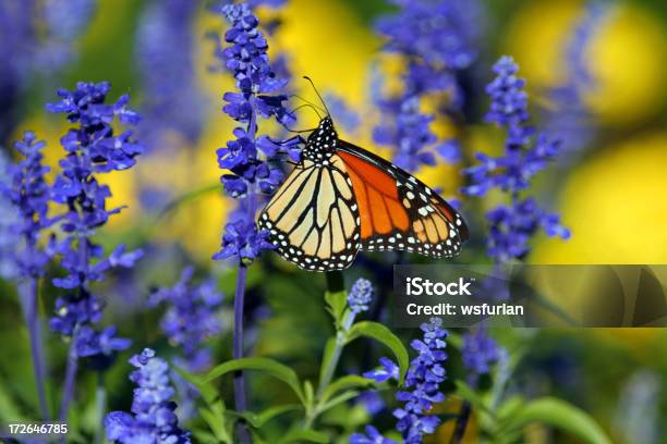 Butterfly - zdjęcia stockowe i więcej obrazów Monarcha - Monarcha, Bliskie zbliżenie, Część ciała zwierzęcia