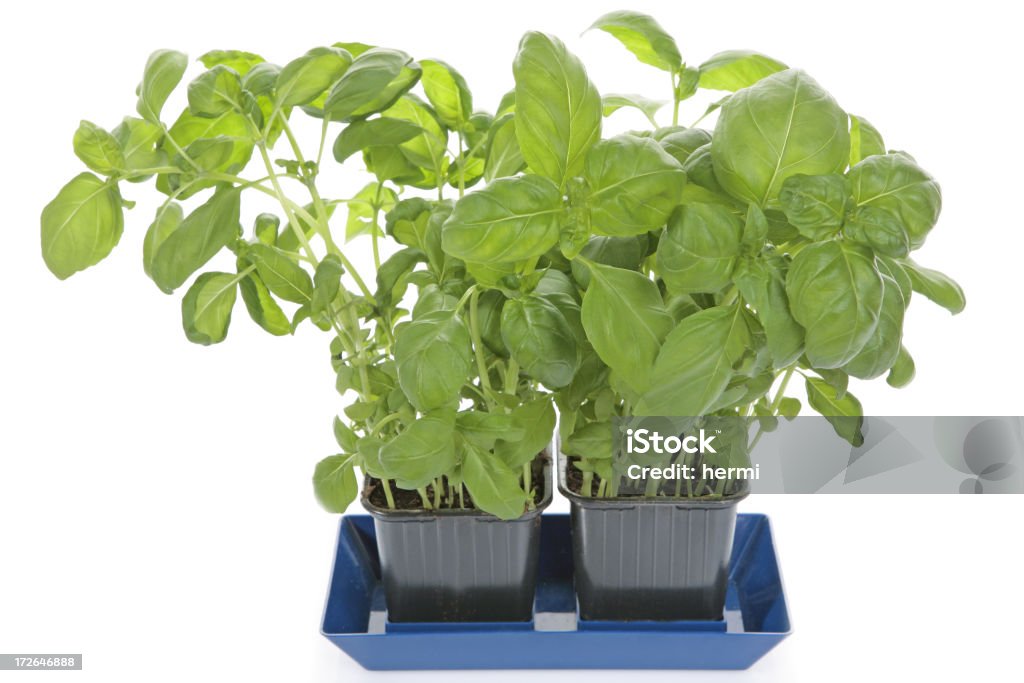 fresh green basil on white Alternative Medicine Stock Photo