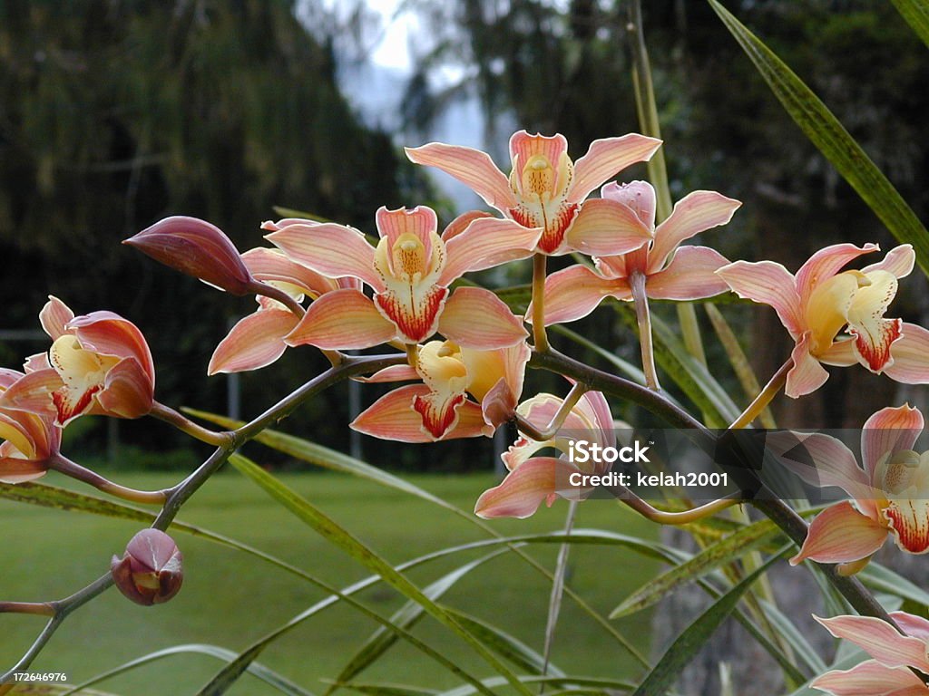 Wild Orquídea 3 - Royalty-free Amarelo Foto de stock