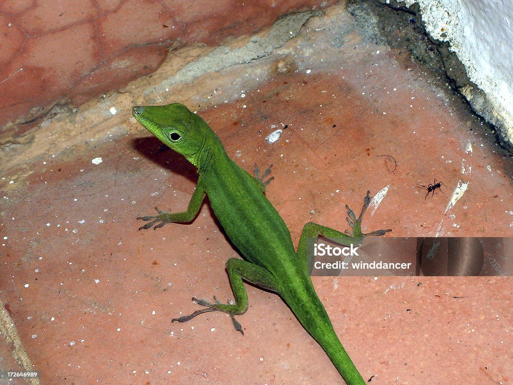 Salamandre-genre - Photo de Couleur verte libre de droits