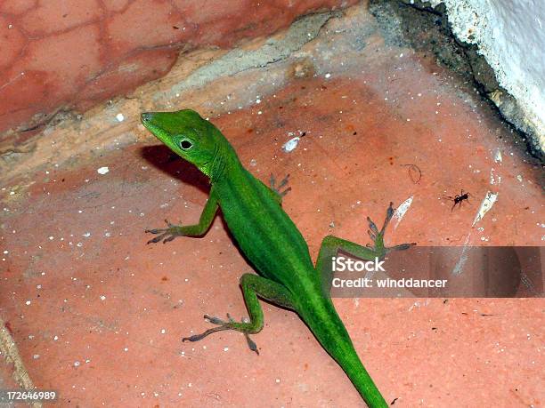 Photo libre de droit de Salamandregenre banque d'images et plus d'images libres de droit de Couleur verte - Couleur verte, Faune, Horizontal