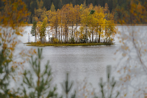 Small island with autumn colors in a little lake in Sweden. The photo was taken in Hälsingland September 2023. In connection with the picture being taken, it started to rain.