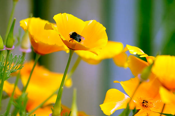 istock Bee Collecting Pollen on Poppy Flower 172647080
