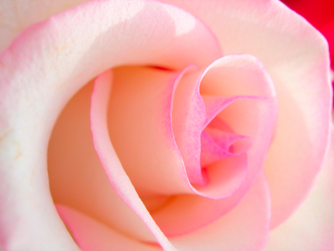detail of white rose