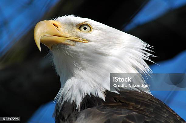 Alone And Unafraid Stock Photo - Download Image Now - Alertness, Animal, Animal Body Part