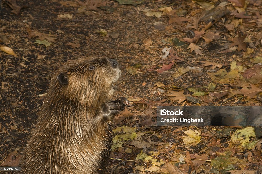 Beaver - Zbiór zdjęć royalty-free (Bóbr)