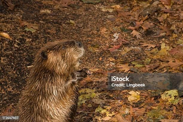 Beaver - zdjęcia stockowe i więcej obrazów Bóbr - Bóbr, Humor, Siedzieć