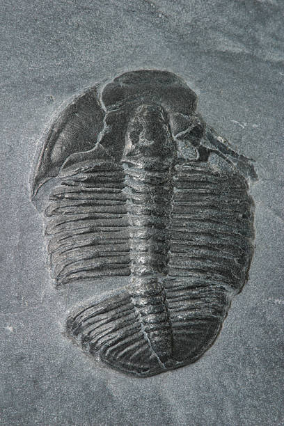 fossiles-trilobite - trilobite photos et images de collection