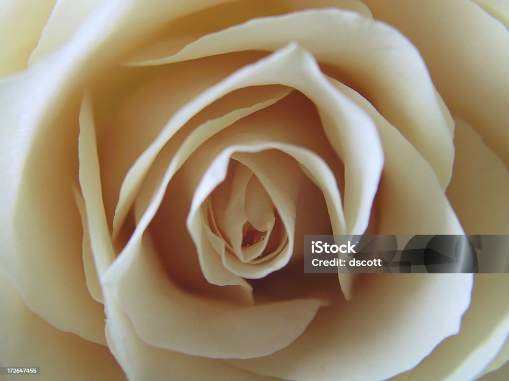 Biała Róża z rosy - Zbiór zdjęć royalty-free (Biały)