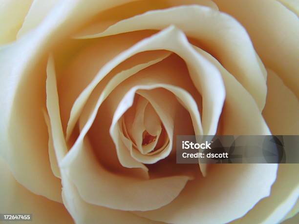 Branco Rosa Com Orvalho - Fotografias de stock e mais imagens de Branco - Branco, Gota - Líquido, Rosa - Flor