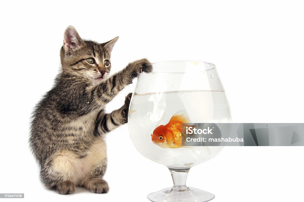 Kätzchen und Goldfisch - Lizenzfrei Angst Stock-Foto