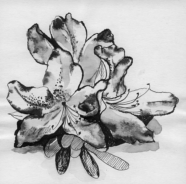 Azelea blossums caneta & esboço em tinta - fotografia de stock