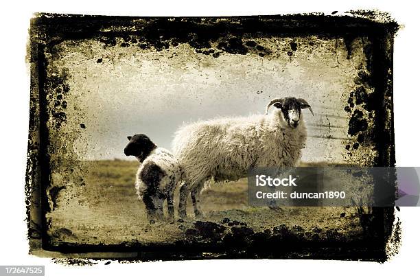 Ovelha E Carneiro - Fotografias de stock e mais imagens de Agricultura - Agricultura, Animal, Animal Doméstico