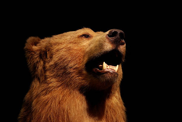 istock head of a brown bear 172647651