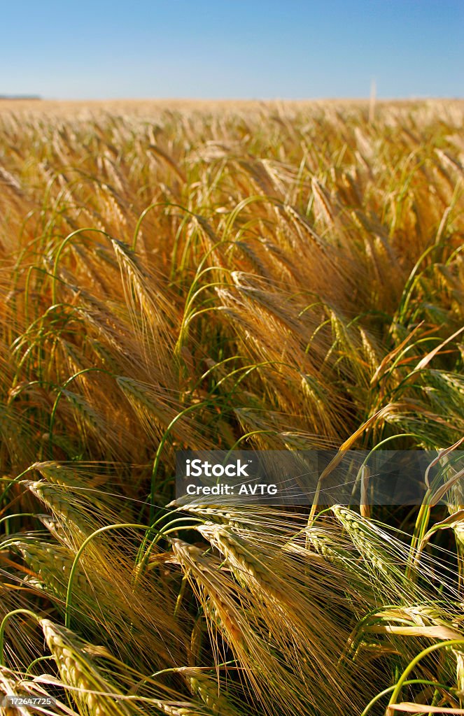 Cevada, milho - Royalty-free Agricultura Foto de stock