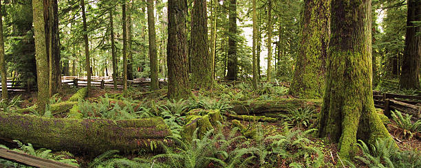 Catedral grove bosque - foto de stock