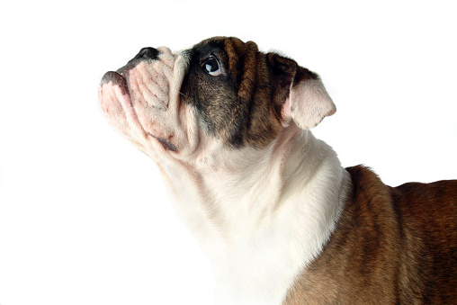Closeup of a Bulldog Looking Up on a White Background