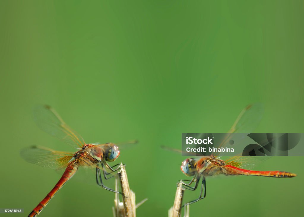 dragonflies discussão - Foto de stock de Discussão royalty-free