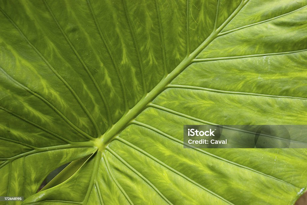 big green leaf - Foto de stock de Amarelo royalty-free