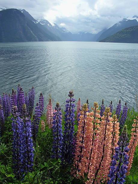 istock Flowers and a Lake 172648211
