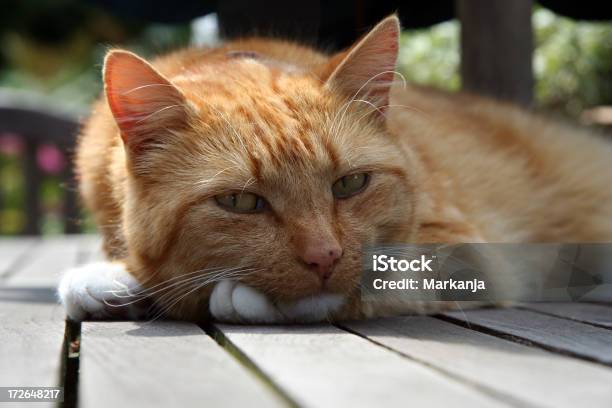 のんびりと猫 - 赤のストックフォトや画像を多数ご用意 - 赤, 飼い猫, くつろぐ