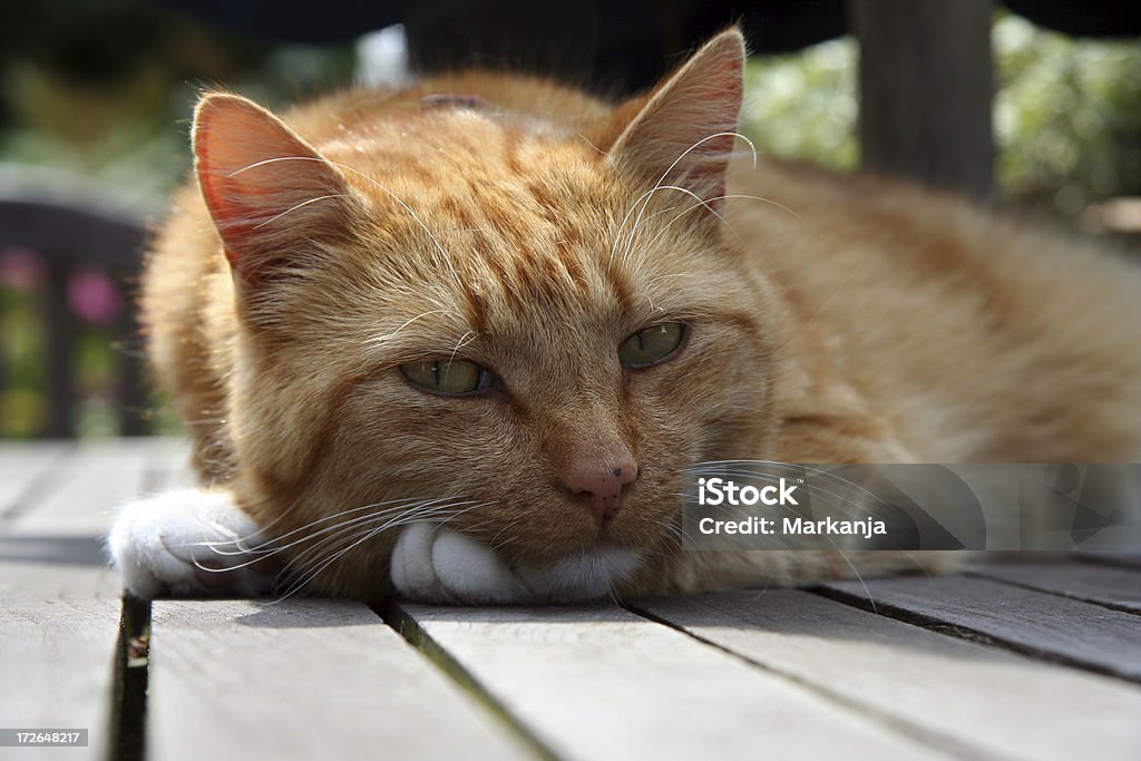 Вращающийся Кот - Стоковые фото Домашняя кошка роялти-фри
