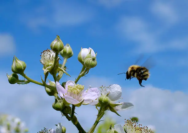 Photo of Flight of bumble bee