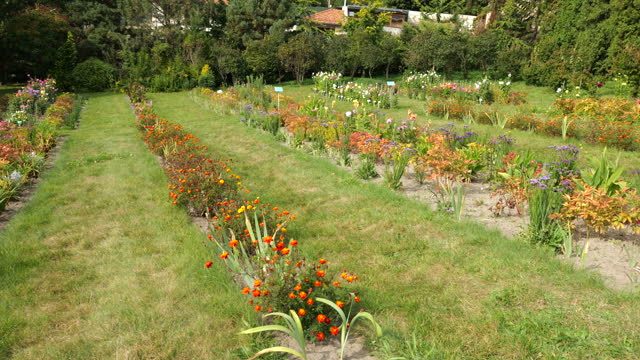 A clearing in an autumn garden with a green lawn and flower beds with a variety of flowers, including dahlias, tagetes (marigolds), Limonium sinuatum.