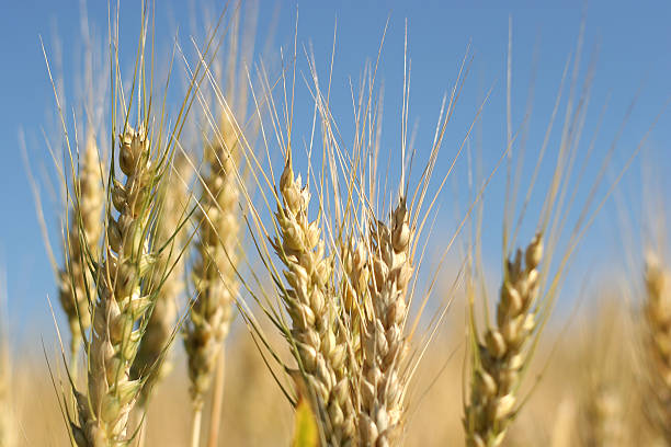 campo de trigo dorado - 11 - genetic research rural scene wheat photosynthesis fotografías e imágenes de stock