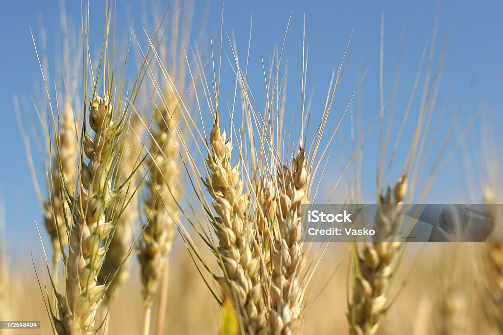 Złoty pszenicy pole - 11 - Zbiór zdjęć royalty-free (Badanie genetyczne)