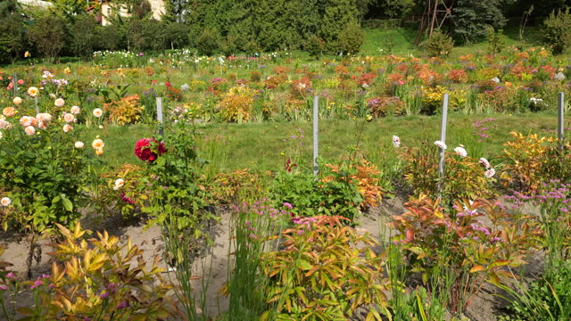 A clearing in an autumn garden with a green lawn and flower beds with a variety of flowers, including dahlias, Limonium sinuatum.