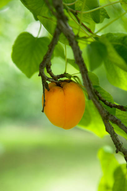 aprikosen auf einem ast - aldra stock-fotos und bilder