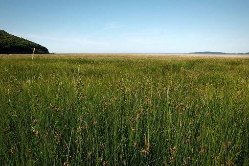 Low angle view over grassy marshland in a river estuary with tree covered banks