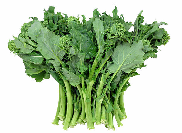broccoli raab stock photo