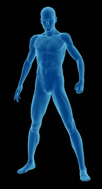 istock Human body of a man, standing and tough 172648751