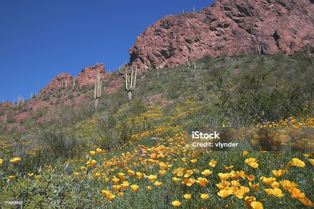 Fiore nel deserto - Foto stock royalty-free di Capolino
