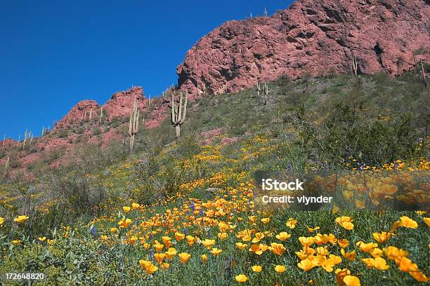 Fiore Nel Deserto - Fotografie stock e altre immagini di Capolino - Capolino, Deserto, Messico