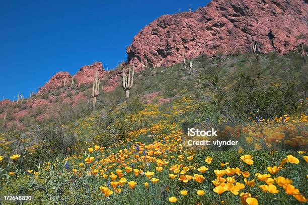 Kwitnienie Pustyni - zdjęcia stockowe i więcej obrazów Główka kwiatu - Główka kwiatu, Meksyk, Pustynia