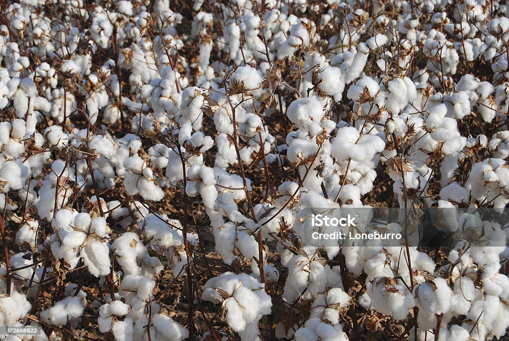 De algodón - Foto de stock de Agricultura libre de derechos