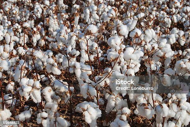 Foto de O Algodão e mais fotos de stock de Agricultura - Agricultura, Algodão - Malvaceae, Algodão - Material Têxtil